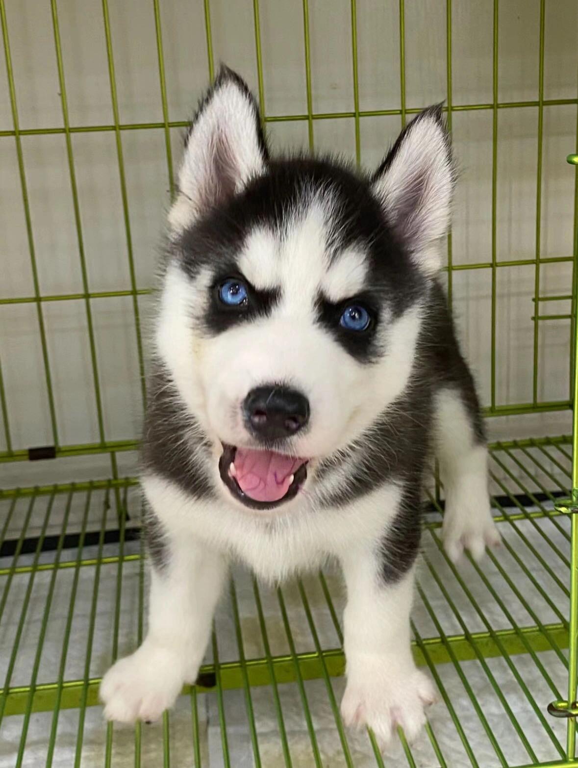 哈士奇幼犬公母都有疫苗齐全